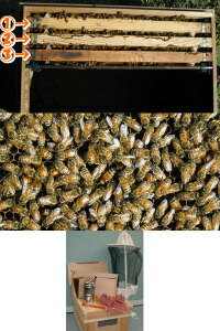 ミツバチ飼育3枚群入門キット