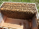 ミツバチ飼育種蜂4枚群木製給餌器付2022年11月下旬出荷予定