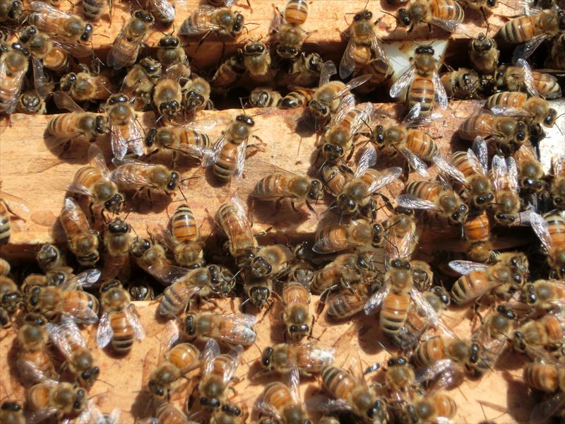花粉交配用ミツバチ4枚群ベニア箱入・女王蜂付2...の紹介画像2