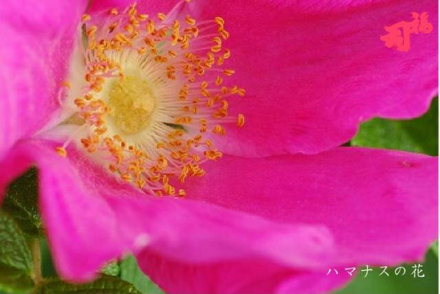 福司酒造『花華純米酒』