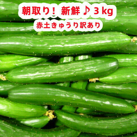 【あす楽】【11月3日まで出荷】訳あり 赤土キュウリ 3kg 朝採り 産地直送 新鮮 カリカリ 山口 ...