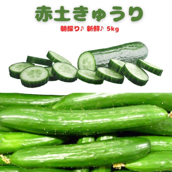 楽天市場】きゅうり 訳ありの通販