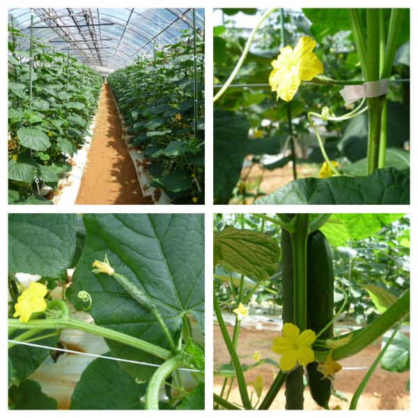 ��25������P2�ܡۡ�ͽ�������� ������ ���夦�� 2kg 5kg ������� ���奦�� �������� �ա��ɥ��� ��� ���ڤ��夦�� �ձ� ��·����� ī�Τ� ��ľ ���� ��������ڥ��å� ����ľ�� ���ꥫ�� ������ ���ػ� �⤮���� ��̣���� ��ľ��� ������ �����꤭�夦��