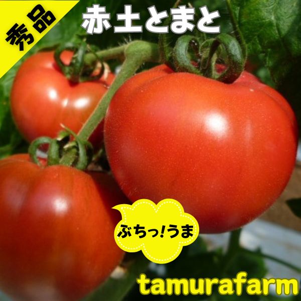 【期間限定ポイント5倍】【あす楽】【父の日】ちちの日 赤土トマト とまと 2kg 大玉トマト 大玉とまと 高糖度 トマト 旨味 とまと ミネラル成分 豊富 プレミアム トマト ビタミンC リコピン おいしい あまい 甘い 栄養価 美味しい ご自宅用 お試し プレゼント パスタ 1