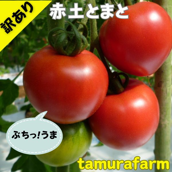 【期間限定ポイント2倍】【あす楽】赤土トマト 訳あり とまと 1kg 2kg 産地直送 お試し 大玉トマト とまと 食品 高糖度 トマト 旨味 ミネラル成分 豊富 プレミアム トマト ビタミンC リコピン …