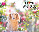I LOVE ダックスカレンダー 2024(月めくり/壁掛け) (ネコ・パブリッシング) (カレンダー)