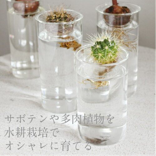 BULB VASE SHORT/バルブベースショート【水耕栽培　サボテン　多肉植物　球根　フラワーベース　贈り物　カフェ　北欧】