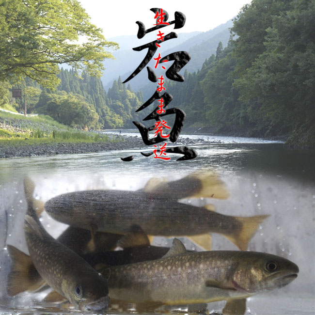 【産地直送】岩魚 生きたまま発送！川魚の女王岩魚（イワナ/いわな）鮮魚《養殖》塩焼きに最適【おためしの10匹】　送料無料