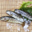 【産地直送】岩魚 生きたまま発送！川魚の女王岩魚（イワナ/いわな）鮮魚《養殖》塩焼きに最適【おためしの10匹】　送料無料