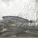 【活き餌】生きたまま発送!モロコ 約500g (約100匹) コイ科 釣り 活きエサ 活もろこ 滋賀県 養殖