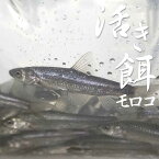 【活き餌】生きたまま発送！モロコ 約500g (約100匹) コイ科 釣り 活きエサ 活もろこ 滋賀県 養殖