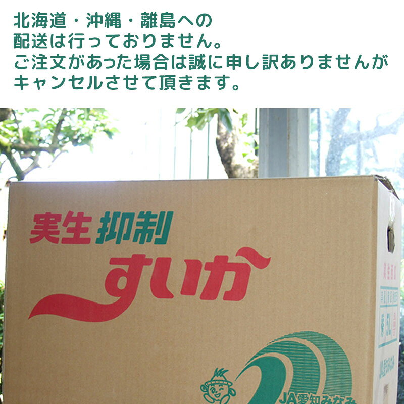 A-マルシェの【 8月20日より順次発送予定！！ 】 スイカ 大玉 8月 実生すいか 5Lサイズ 6〜7kg 2玉セット 超特大 2個 大玉スイカ suika 匠すいか 甘いすいか 西山農園 西瓜 とれたて しゃりしゃり フルーティー すいか｜アングル3