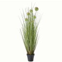  2095 G BALL GRASS 91cm straw type series [ G}HtlHϗtA ] [J[