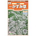 ガーデニング かすみ草 花種 宿根かすみ草 八重咲き 種 サカタのタネ 花の種子 園芸 花壇 庭 タネ フラワーガーデン 鉢植え 種まき メール便 送料無料