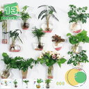 300円OFFクーポン 壁掛けガラス テラリウム プランター 楕円形 花瓶 水耕栽培用 ホームオフィス リビングルーム装飾 1個入り フラワーベース おしゃれ ガラス 一輪挿し かわいい 小さい シンプル 花器 透明 新生活 リビング 寝室 玄関 書斎 窓辺 食卓 Yj6x(3)