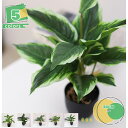 人工低木鉢植え 小さな偽植物 36cm 人工鉢植え植物植物 屋内 オフィス デスク アパート ウェディング テーブルトップ 緑樹デコレーション 人工低木 植物 ...