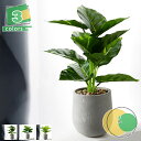 植物 フェイク観葉植物 ホームデコレーション ディナーテーブル装飾 フェイク鉢植え 盆栽 ミニ鉢植え 人工植物 人工グリーン植物 シミュレーション植物 フェイク...