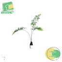 大型 人工観葉植物 フェイクグリーン 目隠し インテリア 屋内 リビング オフィス ドラセナ(人工) おしゃれ 大きめ 鉢植え 植木 人工観葉植物 インテリア ...