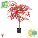 紅葉 人工観葉植物 大型 軽量 プラスチック製 鉢 スモール 屋内用 フェイクグリーン 造花 人工観葉植物 インテリア 玄関 オフィス 紅葉(人工) 室内 雑貨...