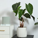 庭木鉢 通気 穴あり 軽量 ホーム オフィス レストラン ルーム インテリア 鉢植え 特大 装飾プランター モダン風 中型植木鉢 シンプル プランター鉢 室内用...