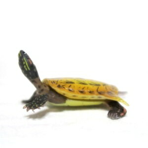 【中古】チョコラザウルス 恐竜・古代生物フィギュアコレクション 第1シリーズ 018 シネミス・ガメラ