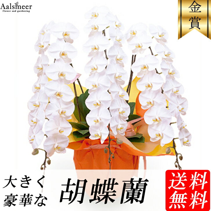 開店祝い 胡蝶蘭 2万円 20000円 3本立ち 送料無料 ラッピング無料 お祝い 開業祝い 移転祝い 昇進 就任 還暦 ギフト 選挙 お誕生日 祝 お供え お悔やみ コチョウラン 胡蝶蘭