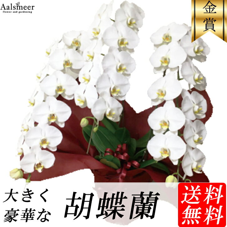 胡蝶蘭 3本立ち 15000円 20000円 30000円 送料無料 ラッピング無料 お祝い 開店祝い 開業祝い 移転祝い 昇進 開店 開業 移転 創立記念 オープン