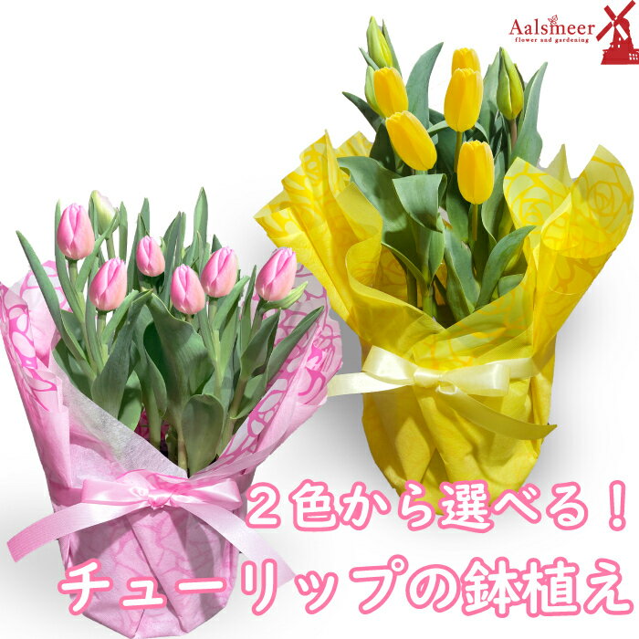 チューリップ 鉢植え 5号 鉢 5寸 生花 春のお花 バレンタインデー ギフト チューリップ鉢植えピンク・イエロー ホワイトデー 卒業 お祝い 卒園 退職のサムネイル