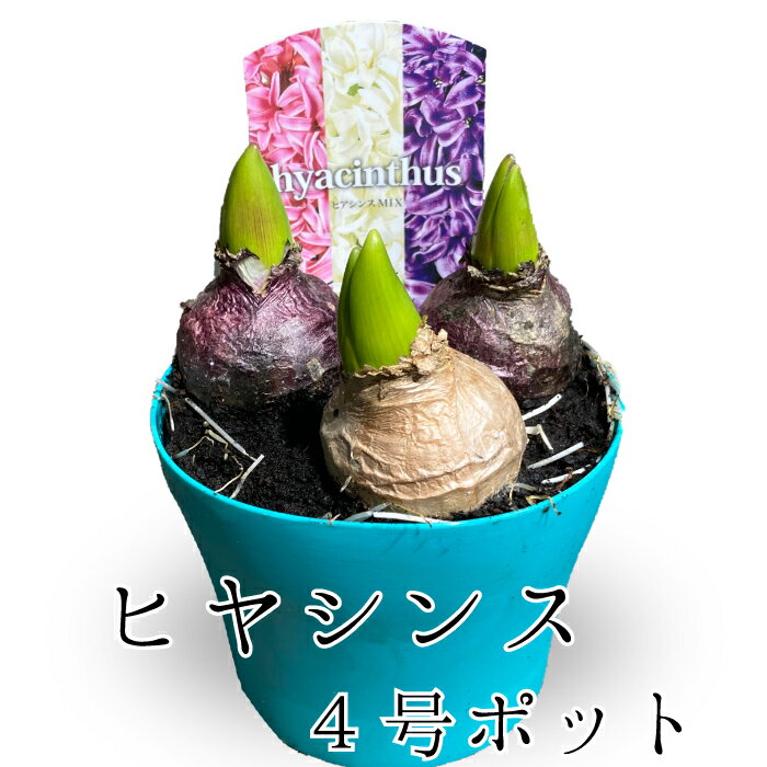 ヒアシンス 花色 3色ミックス 球根 4号ポット イベント 贈答 バレンタイン ひな祭り 卒業 入学 送別 寄せ植え 球根 鉢花のサムネイル