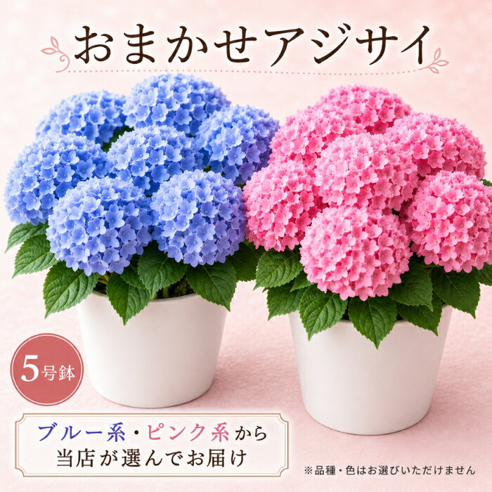 紫陽花 アジサイ 5号 5寸 5号鉢 選べる種類 鉢 生花 鉢植え 送料無料 父の日 贈り物 ギフト お母さん 母 母の日ギフト mother 贈り物 送料無料