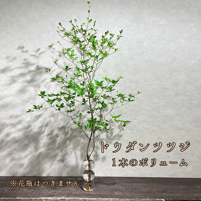 季節の枝もの アセビ 馬酔木 ドウダンツツジ 2本 雲龍柳 うんりゅう 生花 切り花 枝 インテリア ドウダン 枝 自宅用 季節限定 インテリア 切花 ホームフラワー 花 花のある生活 グリーンのサムネイル
