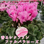 シクラメン 5号鉢 ファルバラローズ 芳香シクラメン 匂い 香り ファルバラ 最高級シクラメン 鉢花 5号 お歳暮 花 ギフト 誕生日 プレゼント 鉢植え 生花 クリスマス 自宅用 5寸 季節の花 季節の花鉢 おしゃれ 贈り物 花ギフト