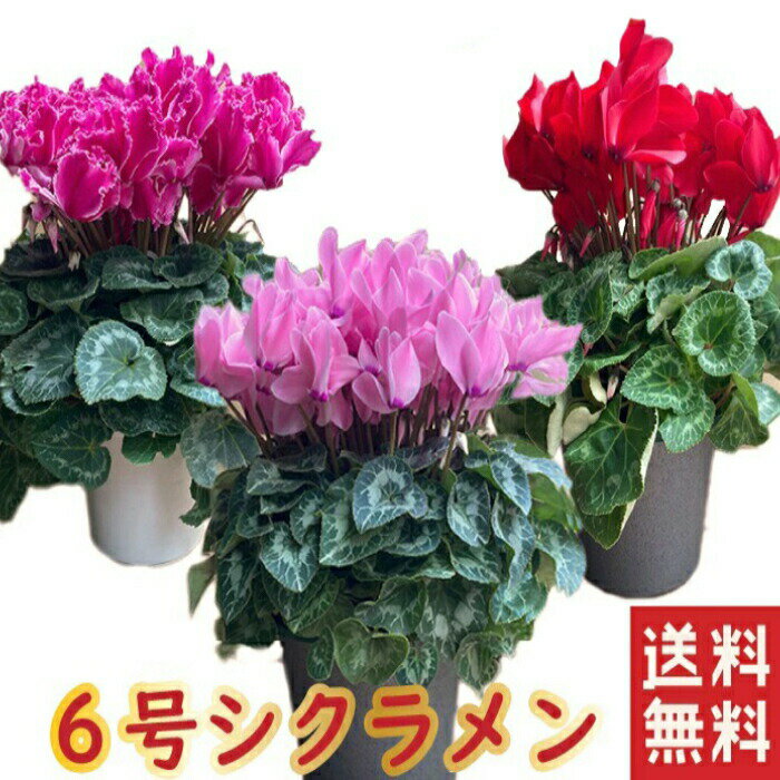 シクラメン 6号 6号鉢 最高級 鉢花 選べる種類 花 ギフト 誕生日 プレゼント 鉢植え 花鉢 フラワー 生花 クリスマス 自宅用 メッセージ 送料無料 6寸 季節の花 季節の花鉢 おしゃれ 贈り物 花ギフト 誕生日プレゼント 結婚 北海道配送可