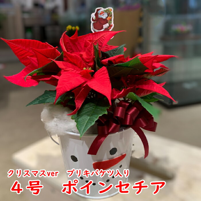 ポインセチア 鉢 ミニ 4号 カゴ ギフト プリンセチア ゴールドクレスト ポインセチア 鉢 鉢植え ギフト..