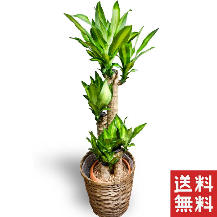 Rakuten - お中元 観葉植物 幸福の木 ドラセナ マッサンゲアナ 鉢植え 送料無料 薫る花 観葉植物 おしゃれ インテリアグリーン 大型 中型　カゴ付き 御中元