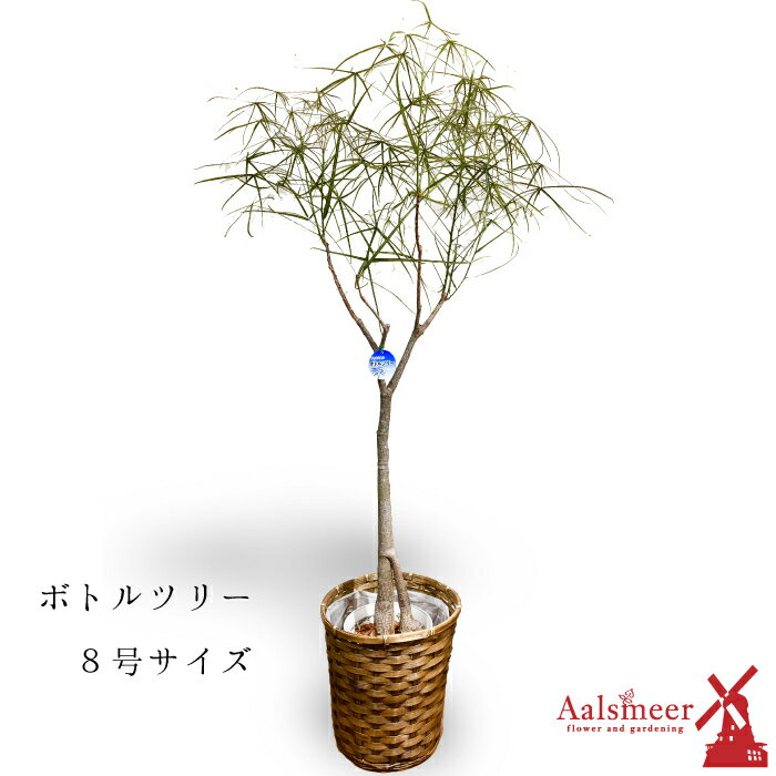 8号 プレゼント 8寸 観葉植物 誕生日 ベンジャミン 高さ 鉢底から 約110cm 150cm 観葉植物 ボトルツリー インテリア ギフト おしゃれ ラッピング 新築 お中元 中型 祝い 開店 誕生日 プレゼント ラッピング 御中元 フラワーアルスメール lsmeer