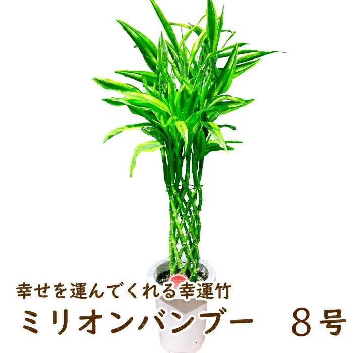 幸せを運んでくれる幸運竹 父の日 観葉植物 ミリオンバンブー 8寸 8号鉢 幸運の竹 観葉植物 中型 おしゃれ インテリア ギフト 祝い 開店 誕生日 新築 プレゼント ラッピング 御中元のサムネイル