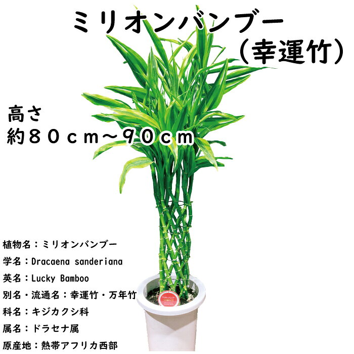 幸せを運んでくれる幸運竹 父の日 観葉植物 ミリオンバンブー 7寸 7号鉢 幸運の竹 観葉植物 中型 おしゃれ インテリア ギフト 祝い 開店 誕生日 新築 プレゼント ラッピング 御中元 aalsmeer-10000233 フラワーアルスメール-Aalsmeer- サンプル画像2
