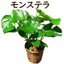 観葉植物 モンステラ 6寸 6号鉢 観葉植物 中型 おしゃれ インテリア ギフト 祝い 開店 誕生日 新築 引っ越し祝い プレゼント ラッピング 御中元
