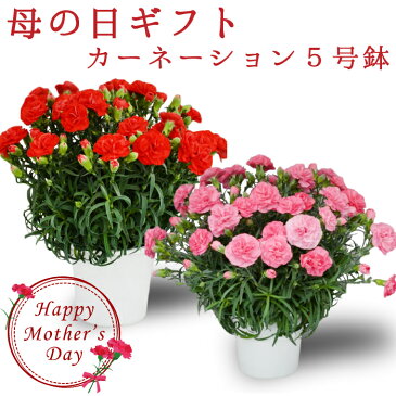 【早割】母の日 カーネーション 5号 5寸 カーネーション 鉢植え プレゼント 花 ギフト カーネーション 鉢 生花 鉢植え カーネーション 送料無料 お母さん 母 母の日ギフト ギフト 贈り物 2021年 送料無料