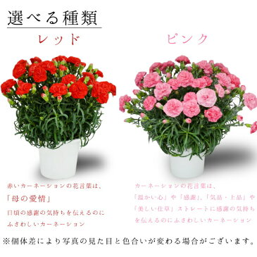 母の日 カーネーション 5号 5寸 カーネーション　鉢植え プレゼント 花 ギフト カーネーション 鉢 生花 鉢植え カーネーション 送料無料 お母さん 母 母の日ギフト ギフト 贈り物 2021年 送料無料