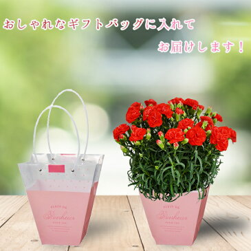 【早割】母の日 カーネーション 5号 5寸 カーネーション 鉢植え プレゼント 花 ギフト カーネーション 鉢 生花 鉢植え カーネーション 送料無料 お母さん 母 母の日ギフト ギフト 贈り物 2021年 送料無料