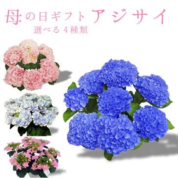 【早割】あじさい 母の日 あじさい 紫陽花 アジサイ 5号 5寸 5号鉢 選べる種類 鉢 生花 鉢植え 送料無料 カーネーション お母さん 母 母の日ギフト mother 贈り物 2021年 送料無料