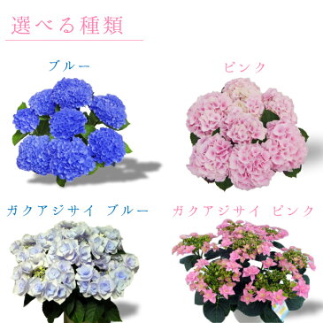 【早割】あじさい 母の日 あじさい 紫陽花 アジサイ 5号 5寸 5号鉢 選べる種類 鉢 生花 鉢植え 送料無料 カーネーション お母さん 母 母の日ギフト mother 贈り物 2021年 送料無料