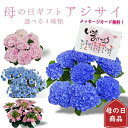母の日 紫陽花 アジサイ 5号 5寸 5号鉢 選べる種類 鉢 生花 鉢植え 送料無料 カーネーション お母さん 母 母の日ギフト mother 贈り物 2025...