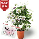 鉢 【数量限定】クレマチス テッセン 母の日 Clematis　ビエネッタ 5号 5寸 5号鉢 選べる種類 鉢 生花 鉢植え 送料無料 カーネーション お母さん 母 母の日ギフト mother 贈り物 送料無料