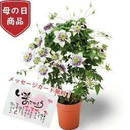 クレマチス 花の鉢植え 【数量限定】クレマチス テッセン 母の日 Clematis　ビエネッタ 5号 5寸 5号鉢 選べる種類 鉢 生花 鉢植え 送料無料 カーネーション お母さん 母 母の日ギフト mother 贈り物 送料無料