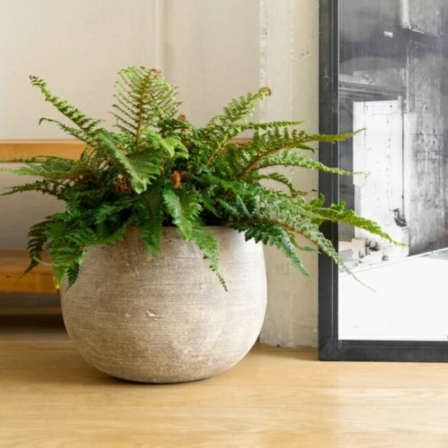 楽天市場】植木鉢 10号（カラーベージュ）（植木鉢・プランター