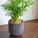 植木鉢 おしゃれ 大型 ロッカーUポットL (2色)< 55cm 18号 ファイバー セメント 白 黒 グレー 穴あり コンクリート 軽い プランター かわいい...