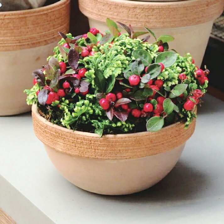 植木鉢 おしゃれ テラコッタ スクラッチジオボール(2色)＜ 外径20cm 25cm 6号 8号 底穴あり レッド オレンジ ブラウン モカ 浅鉢 イタリア 陶器 素焼き プランター かわいい 鉢 室内 屋外 寄せ植え 植え替え 鉢植え 園芸 観葉植物 多肉植物 塊根植物 サボテン 花＞